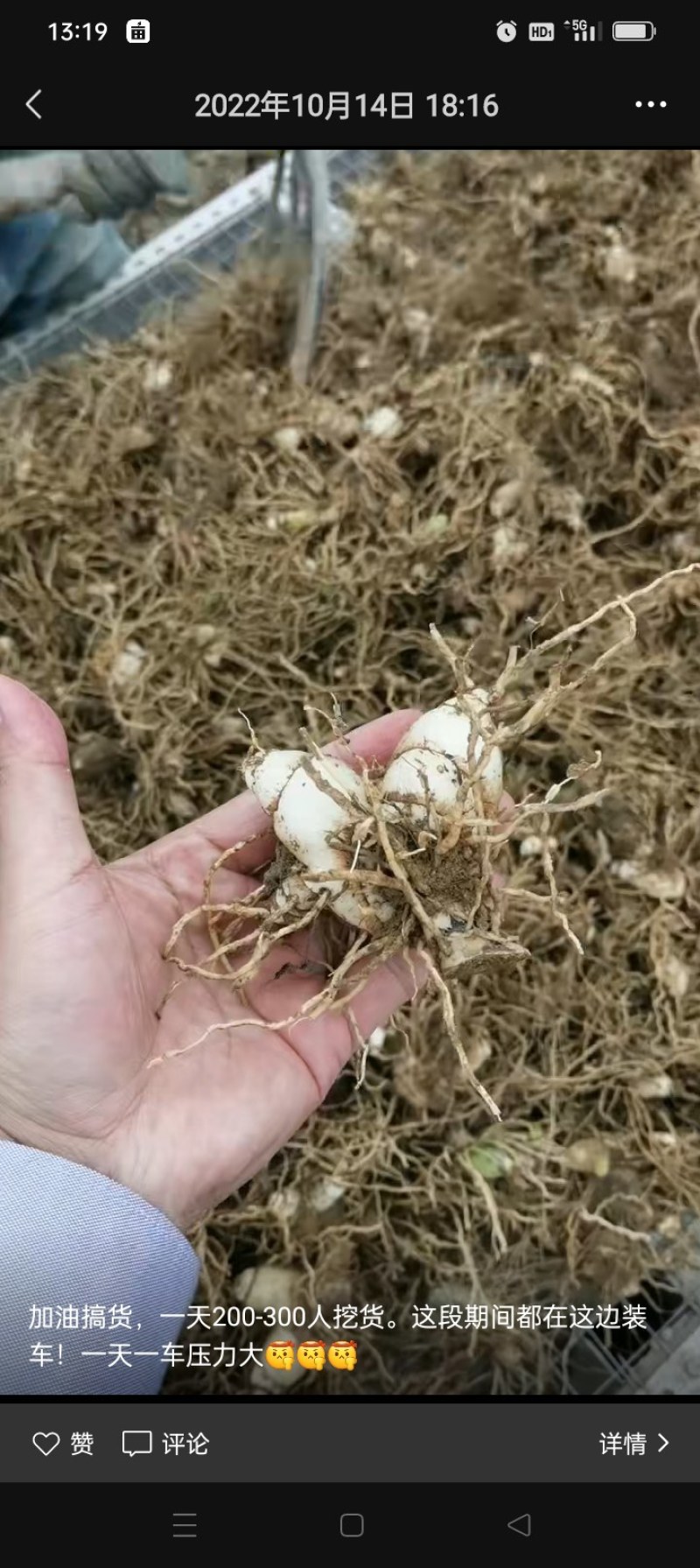白芨中药材