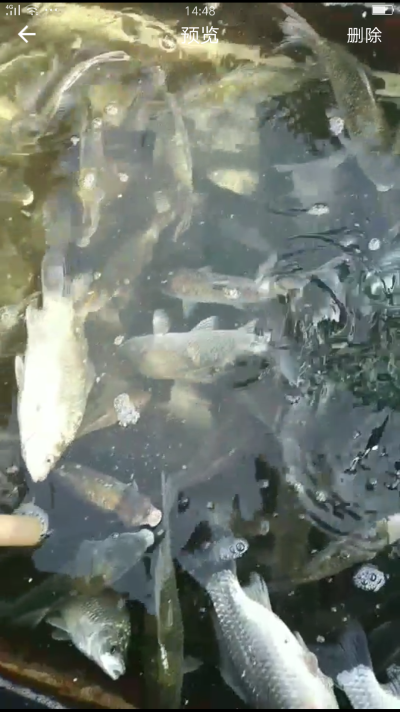 黄河大鲫鱼，一手货源，货源稳定如果有需要的老板联系我