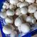 白蘑菇，福建漳州基地种植，支持各种规格包
