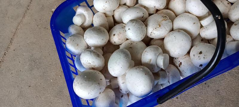 白蘑菇，福建漳州基地种植，支持各种规格包