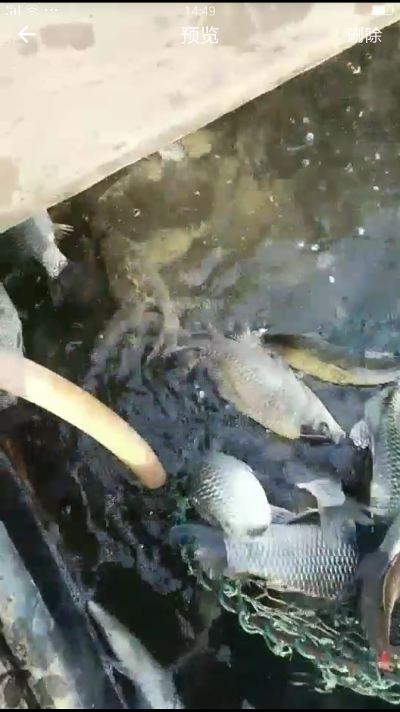 黄河大鲫鱼，一手货源，货源稳定如果有需要的老板联系我