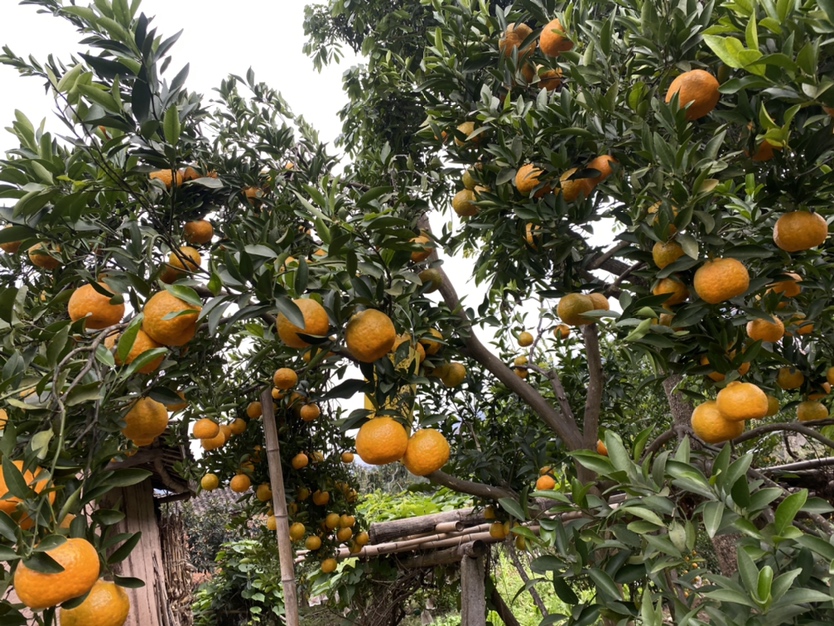 阳光明媚的午后,一位果农正在四川蒲江的粑粑柑果园中采摘成熟的果实,树上挂满金黄色的粑粑柑,叶片翠绿,果实表面有细密油胞反光,果农手持剪刀将果实连柄剪下,篮子里已堆满新鲜采摘的粑粑柑 果园采摘场景