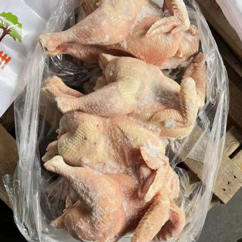 切块专用青年种鸡