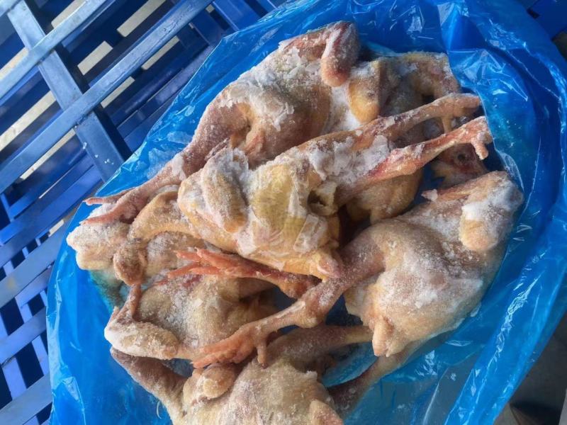 二级三黄鸡