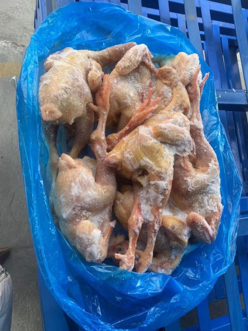 二级三黄鸡