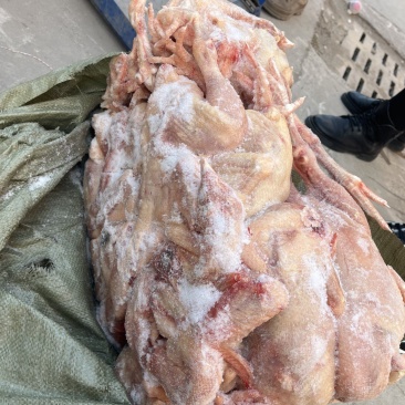 二级三黄鸡