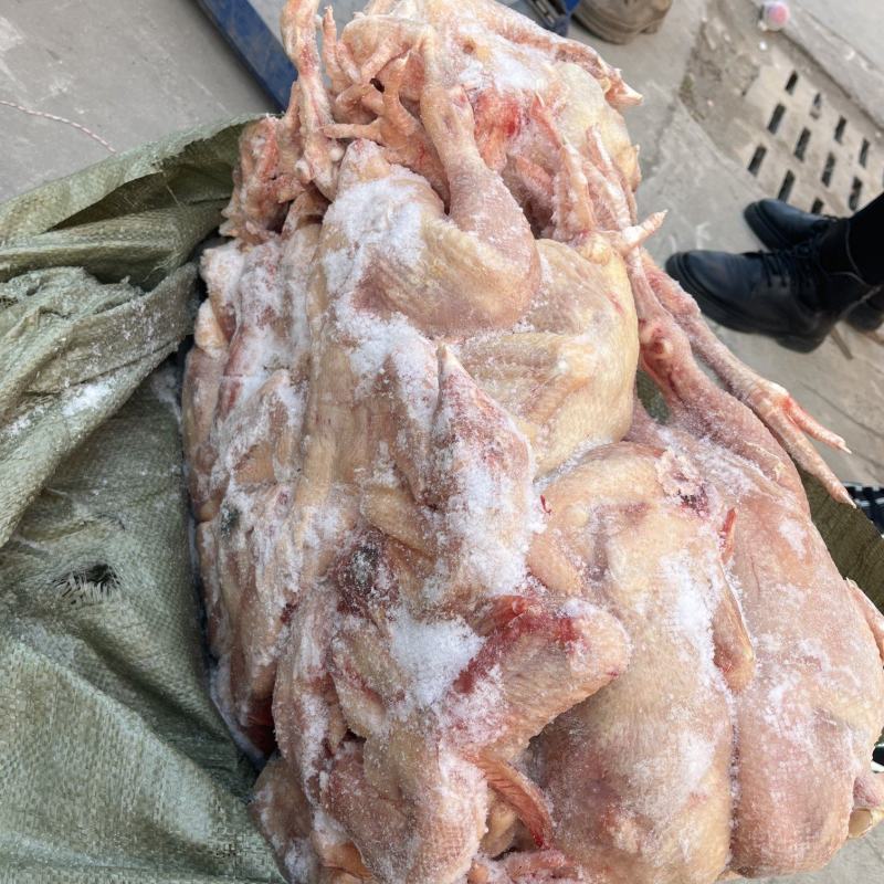 二级三黄鸡