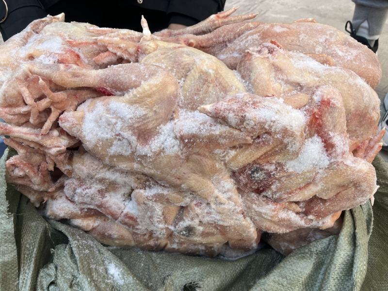 二级三黄鸡
