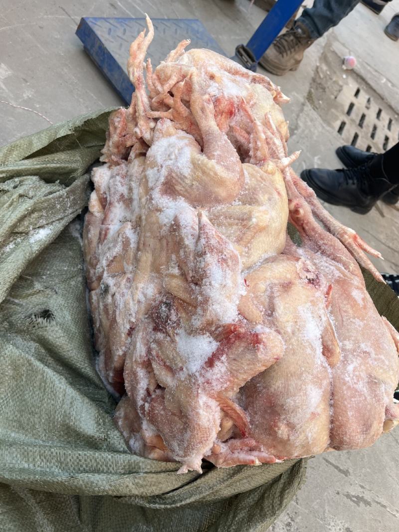 二级三黄鸡