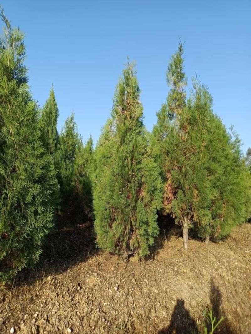 基地直供侧柏/侧柏杯苗/侧柏基地/侧柏毛坯/侧柏造型盆景