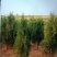 基地直供侧柏/侧柏杯苗/侧柏基地/侧柏毛坯/侧柏造型盆景