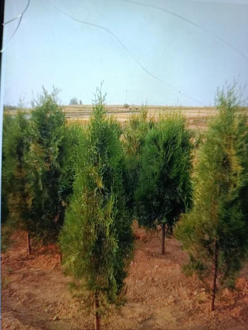基地直供侧柏/侧柏杯苗/侧柏基地/侧柏毛坯/侧柏造型盆景