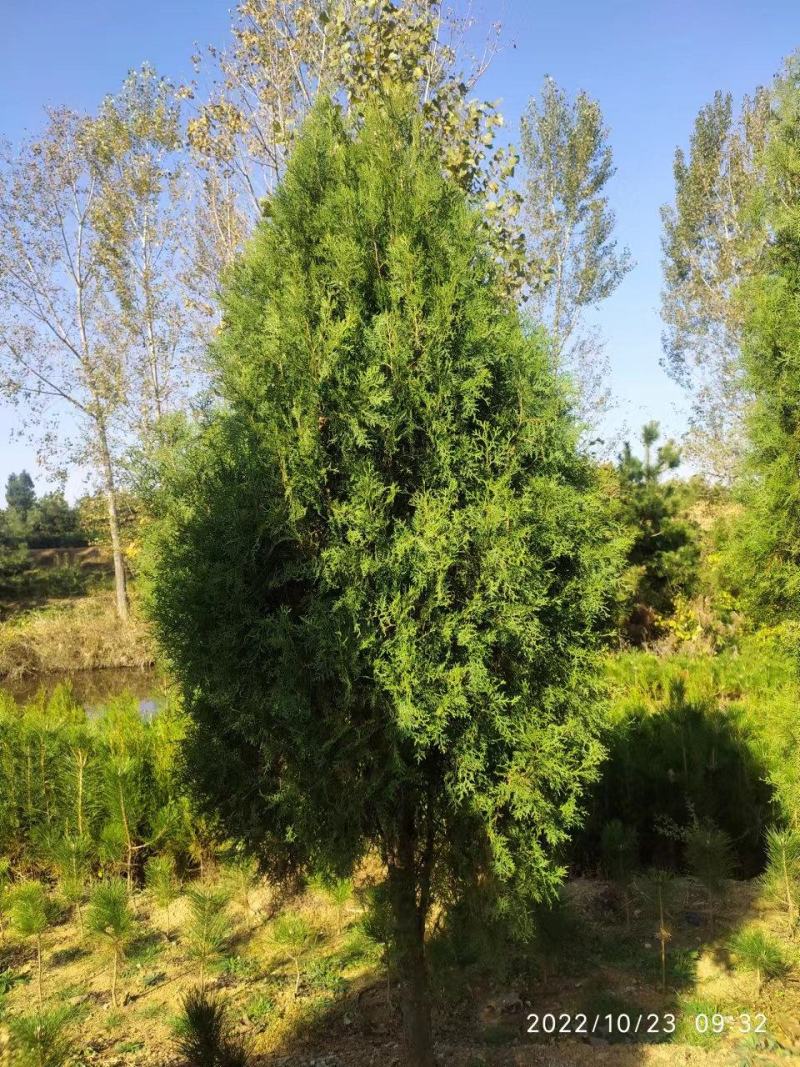 基地直供侧柏/侧柏杯苗/侧柏基地/侧柏毛坯/侧柏造型盆景