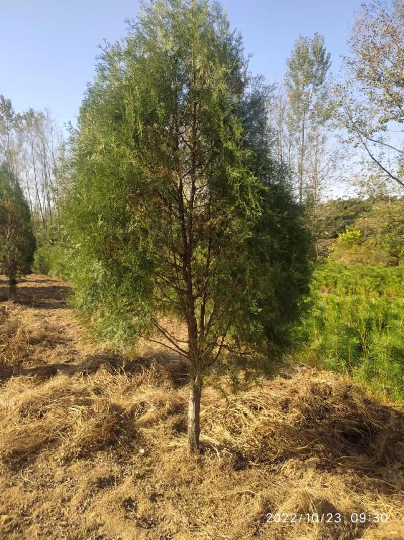 基地直供侧柏/侧柏杯苗/侧柏基地/侧柏毛坯/侧柏造型盆景