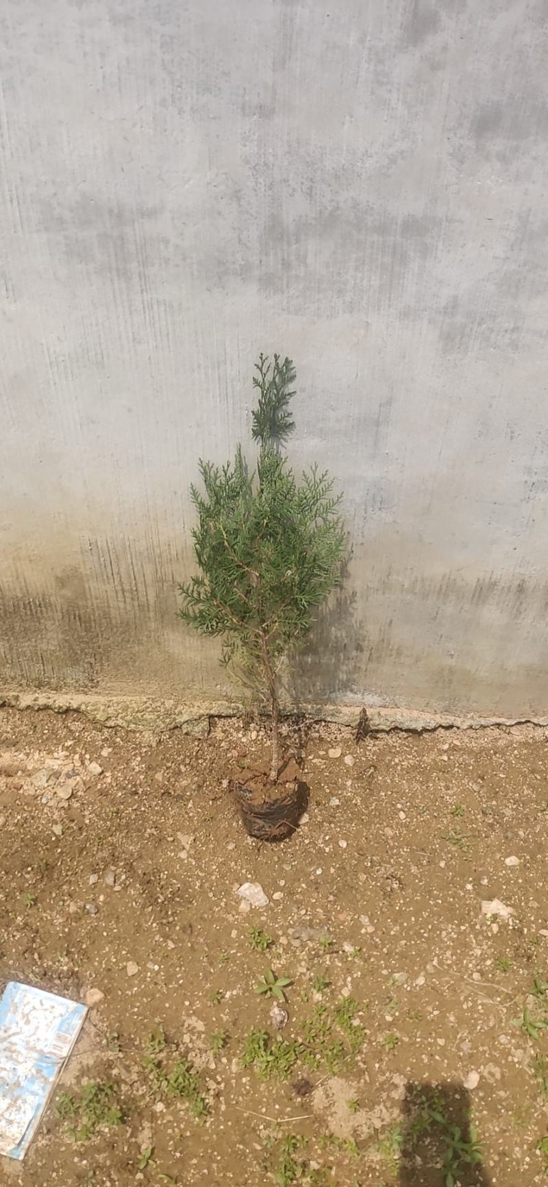 基地直供侧柏/侧柏杯苗/侧柏基地/侧柏毛坯/侧柏造型盆景