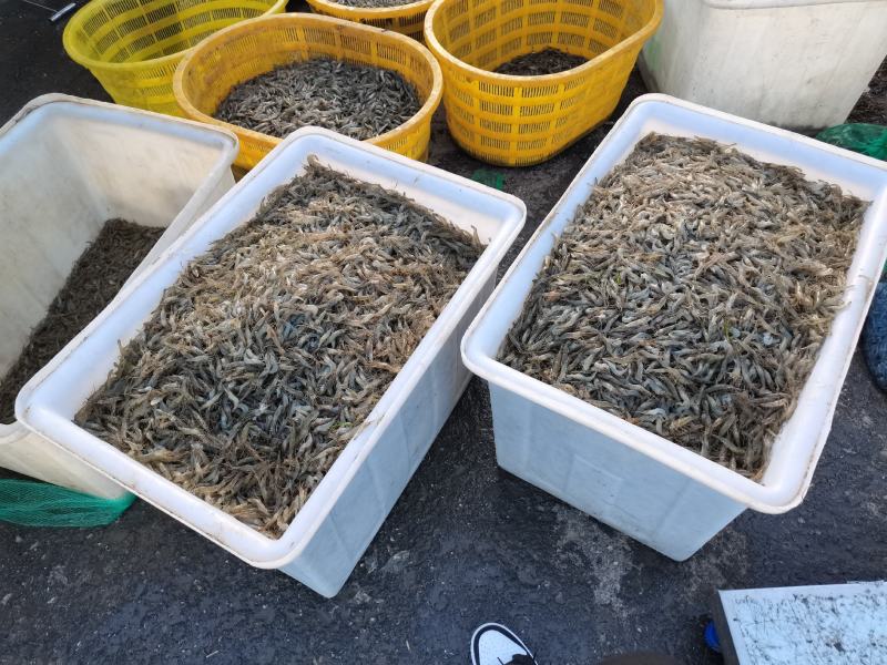 供应大量河虾冷冻河虾
