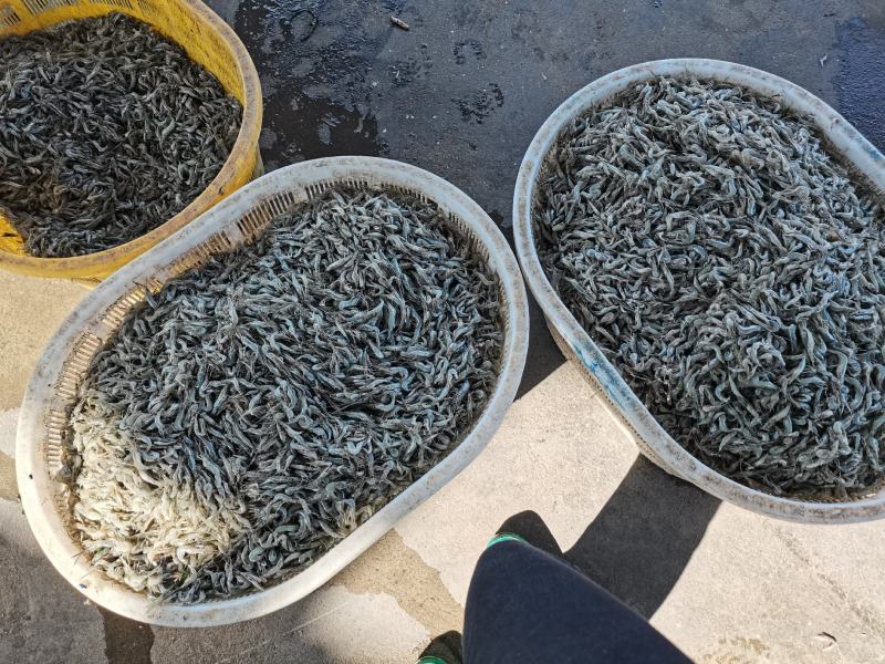 供应大量河虾冷冻河虾