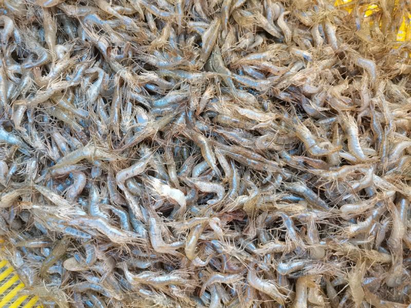 供应大量河虾冷冻河虾