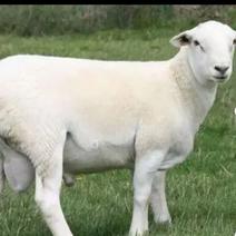澳洲白元代种公羊