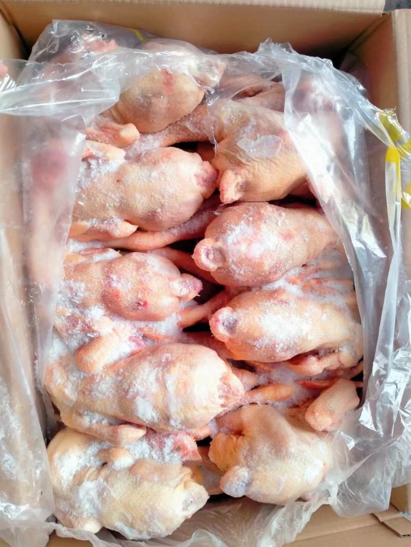 二级三黄鸡