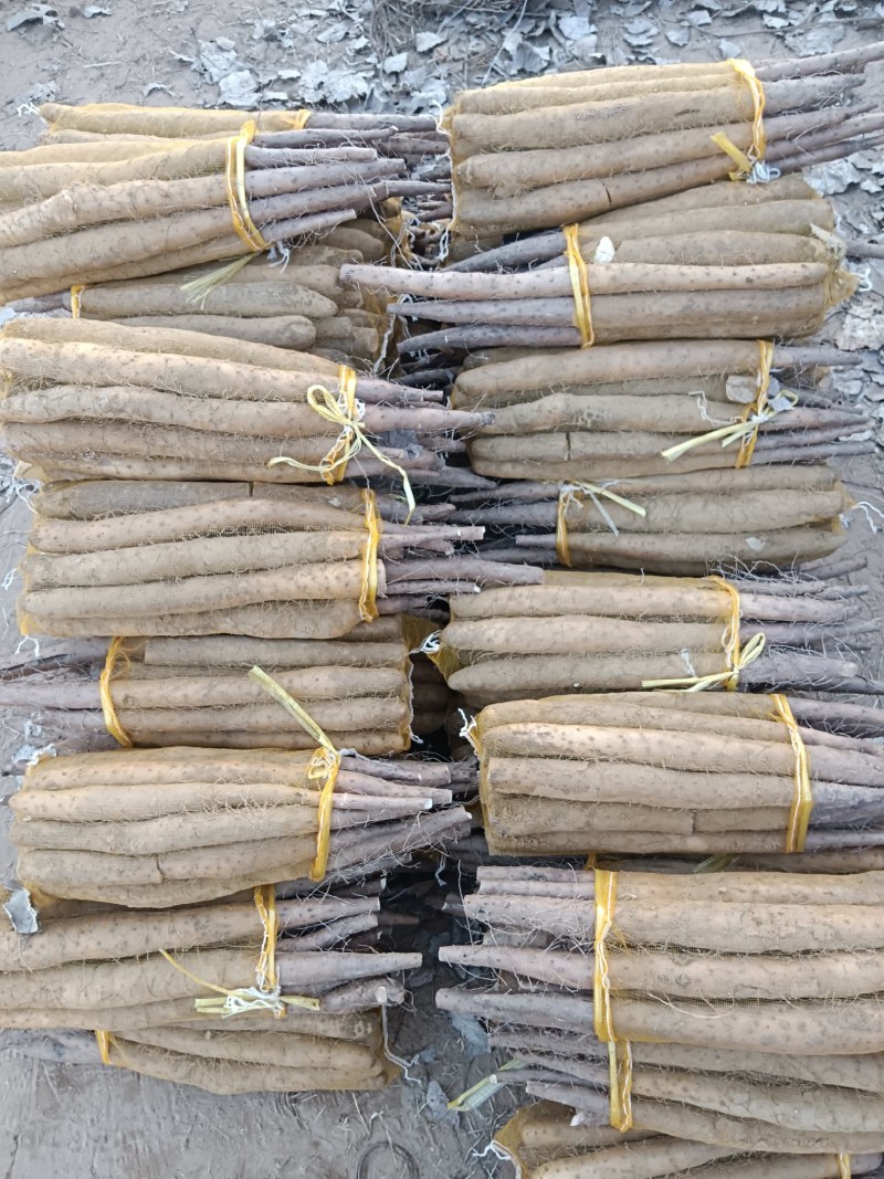 大名县网袋山药