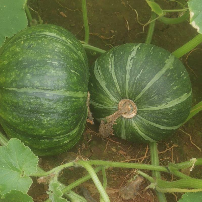【推荐】大量板栗南瓜上市精品货价格合适货源稳定产地直发