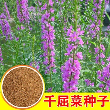 千屈菜种子多年生宿根对叶莲多年生宿根花卉湿地鱼池河道庭院