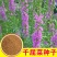 千屈菜种子多年生宿根对叶莲多年生宿根花卉湿地鱼池河道庭院