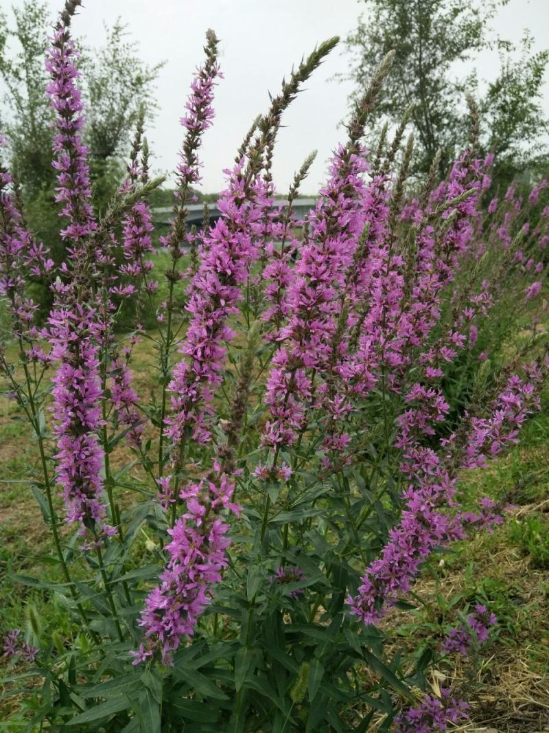 千屈菜种子多年生宿根对叶莲多年生宿根花卉湿地鱼池河道庭院