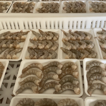 虾仁无冰衣虾仁大虾仁江苏海鲜水产批发