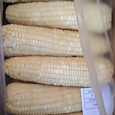 东北吉林甜糯玉米