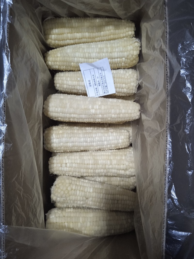 东北吉林甜糯玉米