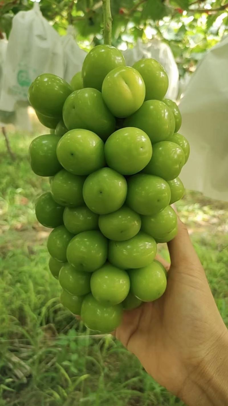 阳光玫瑰-号称情王-精品高端