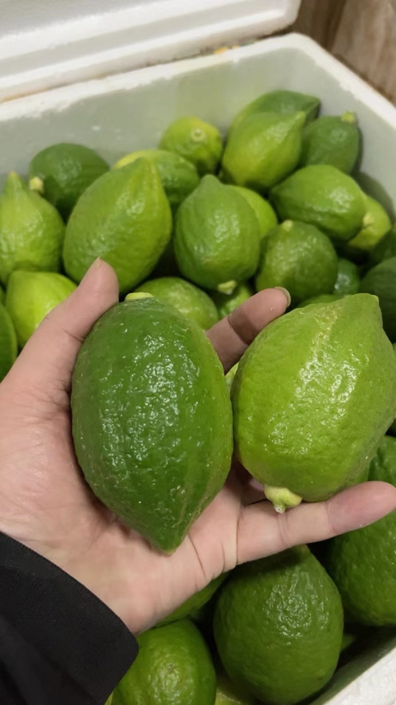 两广香水柠檬万亩种植基地大量批发销售