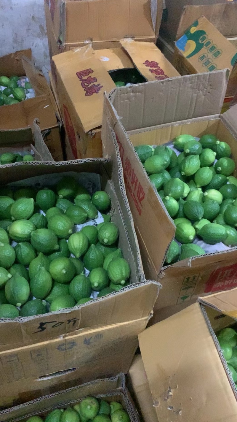 两广香水柠檬万亩种植基地大量批发销售