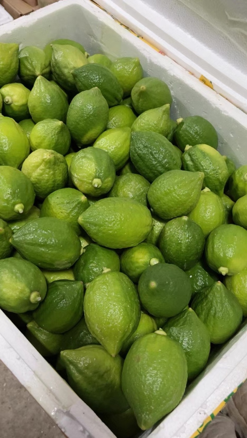 两广香水柠檬万亩种植基地大量批发销售