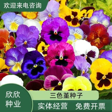三色堇种子家庭彩包多品种选择随意搭配8元一袋量大优惠
