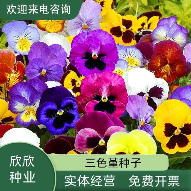 三色堇种子家庭彩包多品种选择随意搭配8元一袋量大优惠