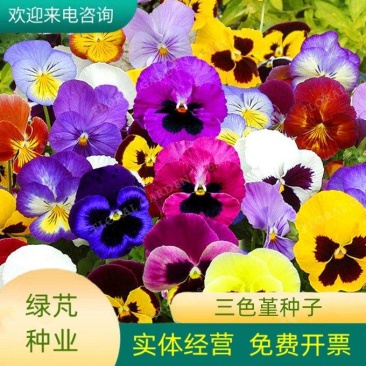三色堇种子角堇花混色大花盆栽矮生花卉种子四季猫儿脸蝴花