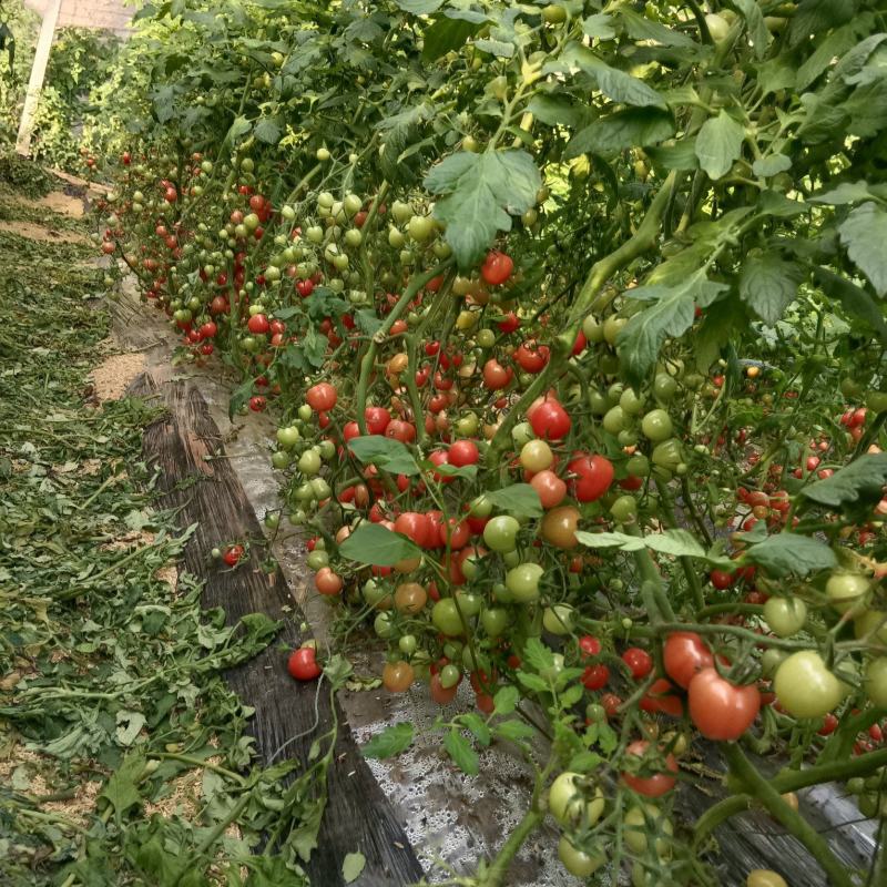 优质圣女果贝贝基地发货，货源充足