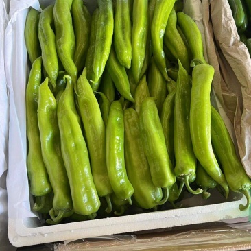 精品黄皮椒保证质量货源充足供应全国各大市场商超