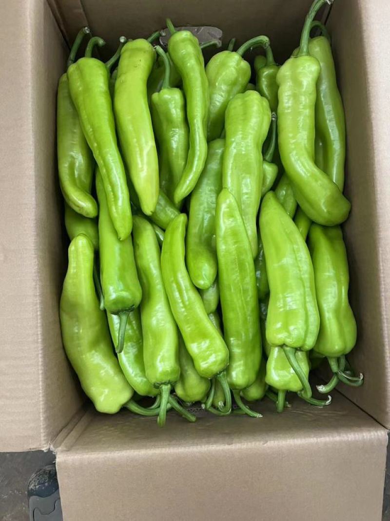 精品黄皮椒保证质量货源充足供应全国各大市场商超