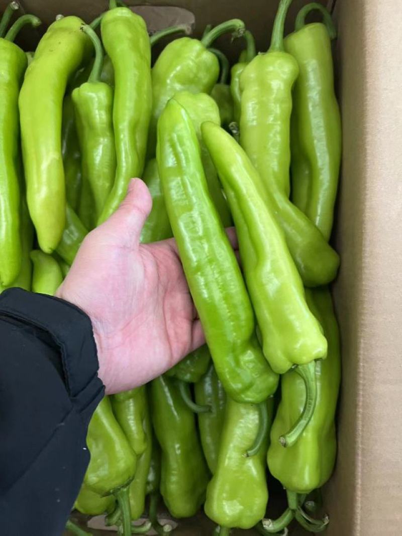 精品黄皮椒保证质量货源充足供应全国各大市场商超