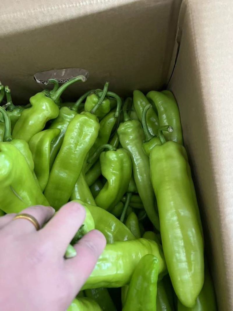 精品黄皮椒保证质量货源充足供应全国各大市场商超