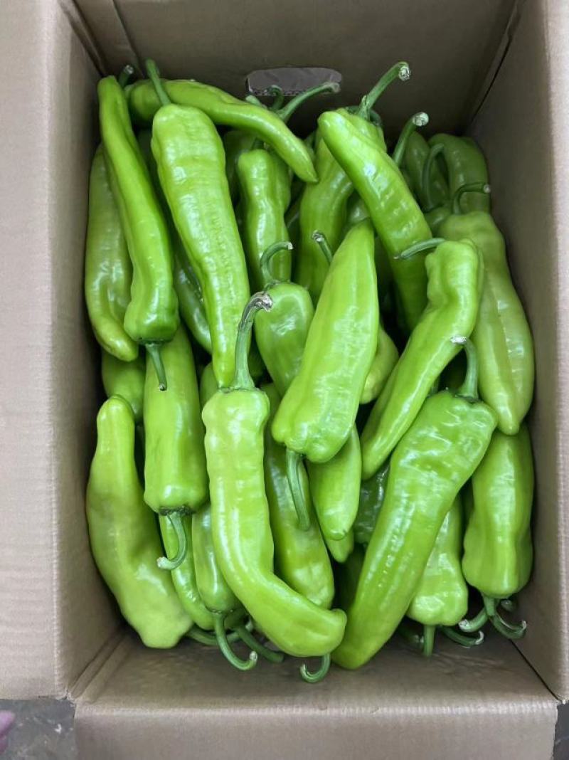 精品黄皮椒保证质量货源充足供应全国各大市场商超