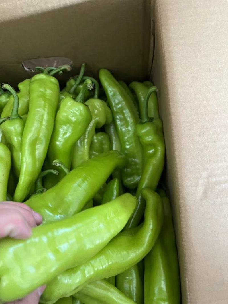 精品黄皮椒保证质量货源充足供应全国各大市场商超