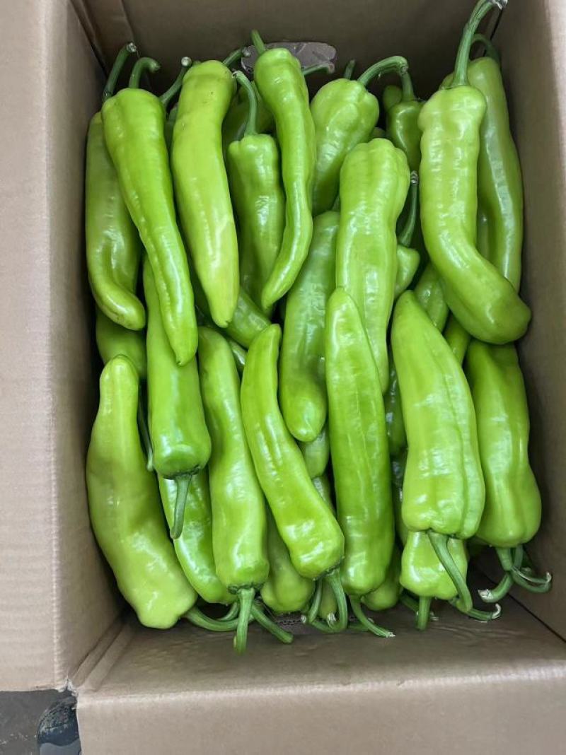 精品黄皮椒保证质量货源充足供应全国各大市场商超