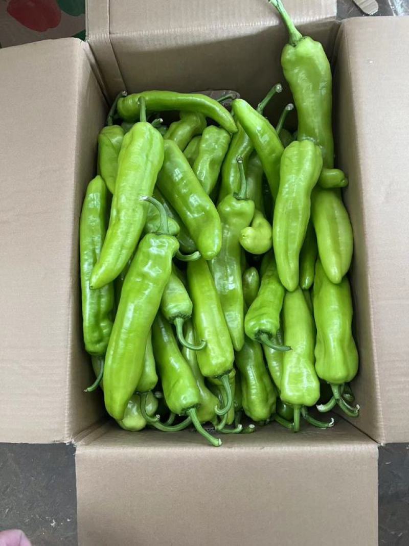 精品黄皮椒保证质量货源充足供应全国各大市场商超