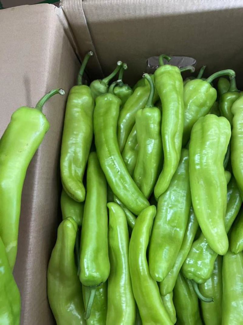 精品黄皮椒保证质量货源充足供应全国各大市场商超