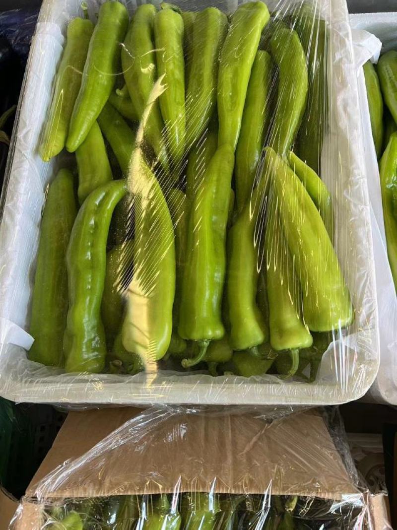 精品黄皮椒保证质量货源充足供应全国各大市场商超